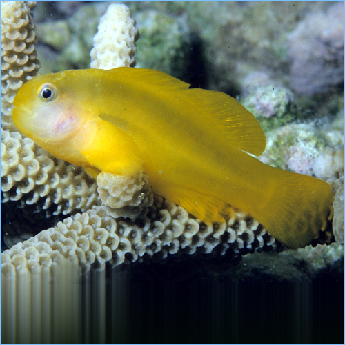 Yellow-Clown-Goby-or-Okinawa-Goby 1.png