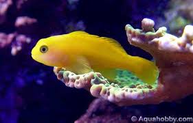 yellow clwon goby.jpg