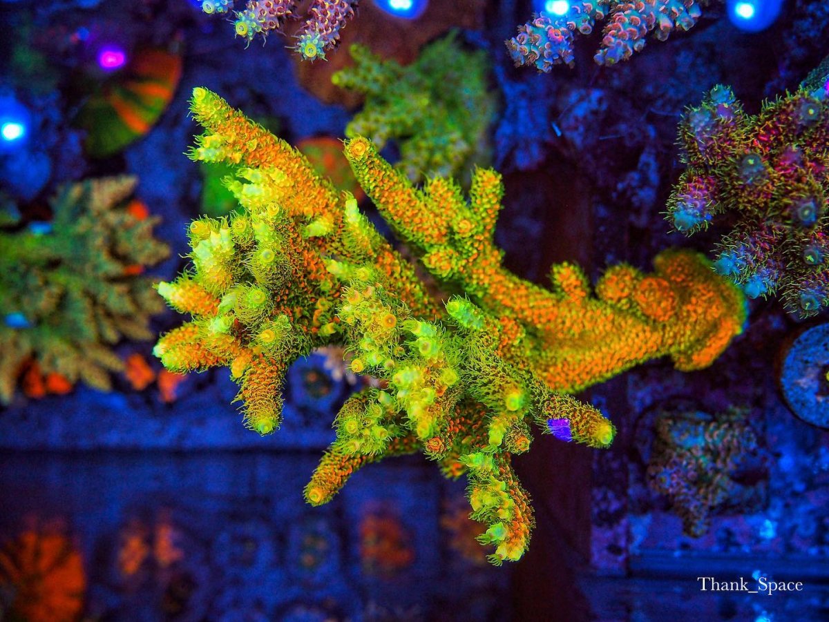 yellow-coral-reef-led-light.jpg