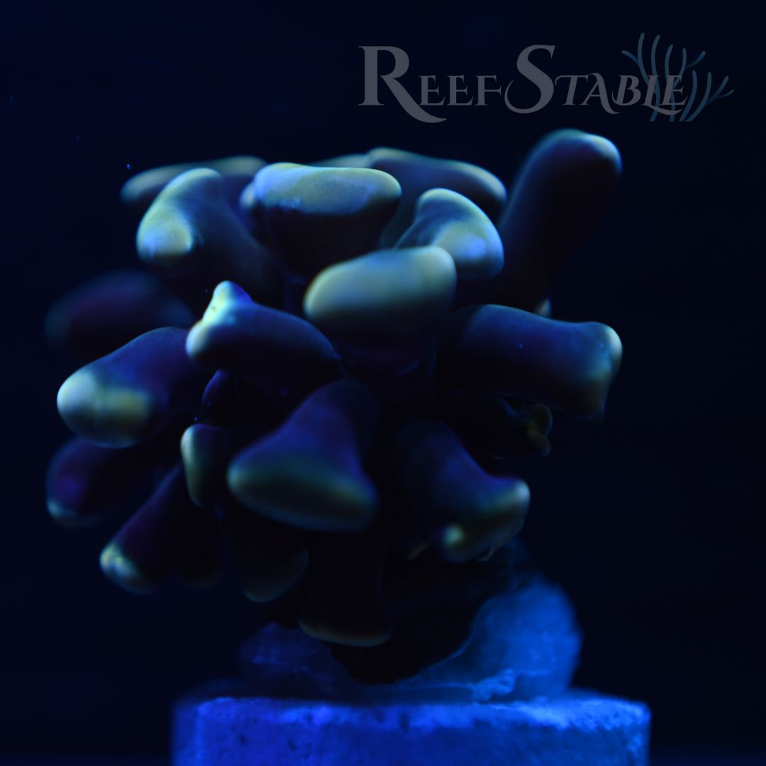 yellow-dark-stem-hammer-coral-blue (1).jpg