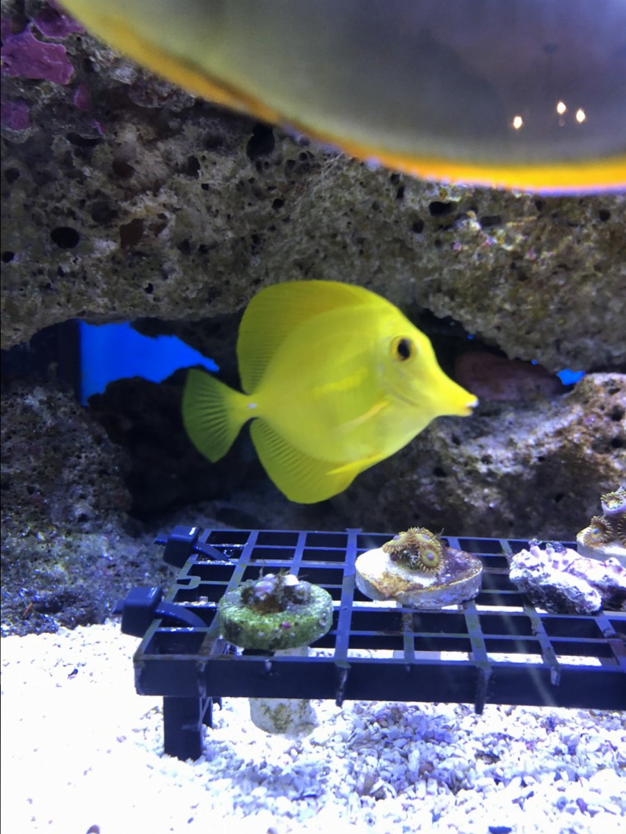 Yellow eye clear.jpeg