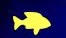 Yellow Fish.jpg