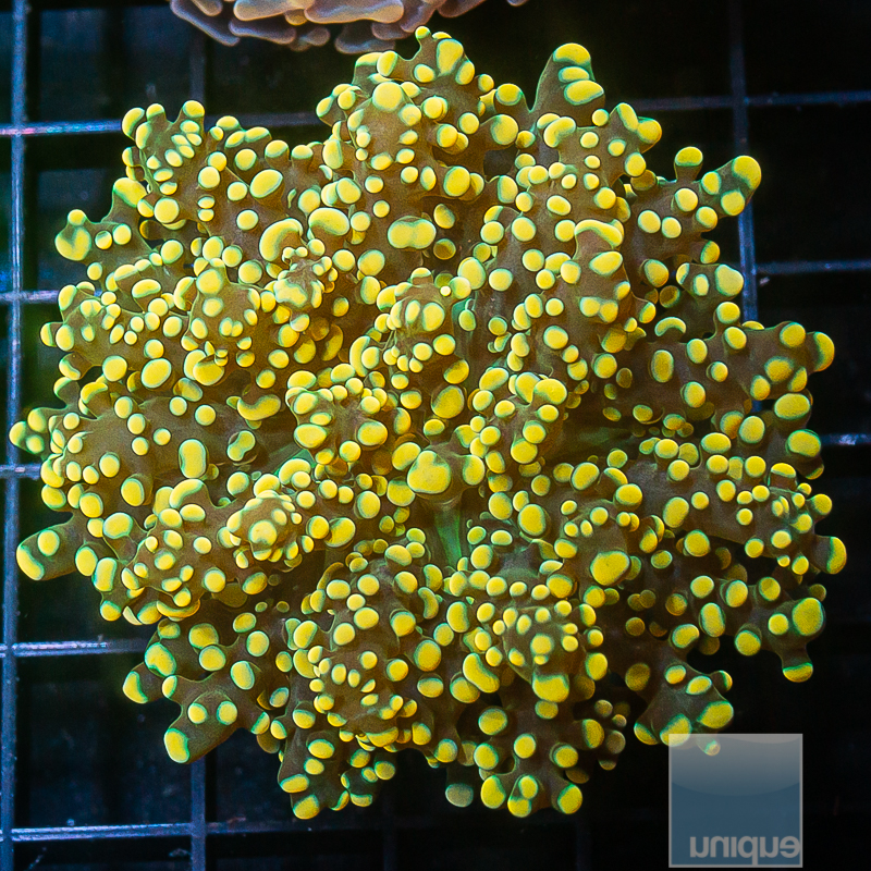 Yellow Frogspawn 149 88.JPG
