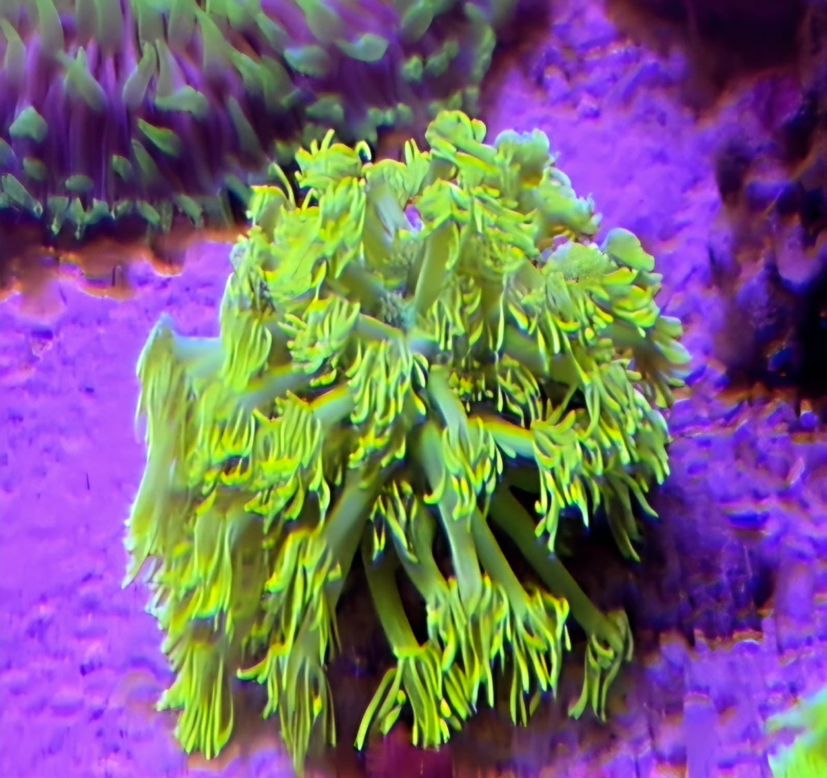 yellow goni .jpg