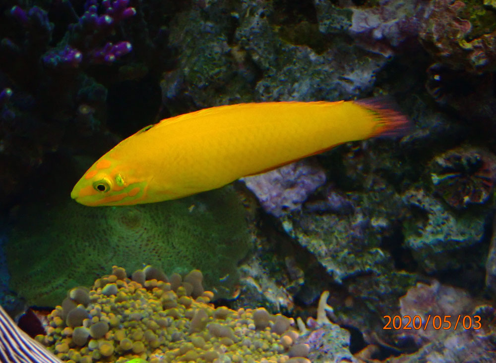 yellow.jpg
