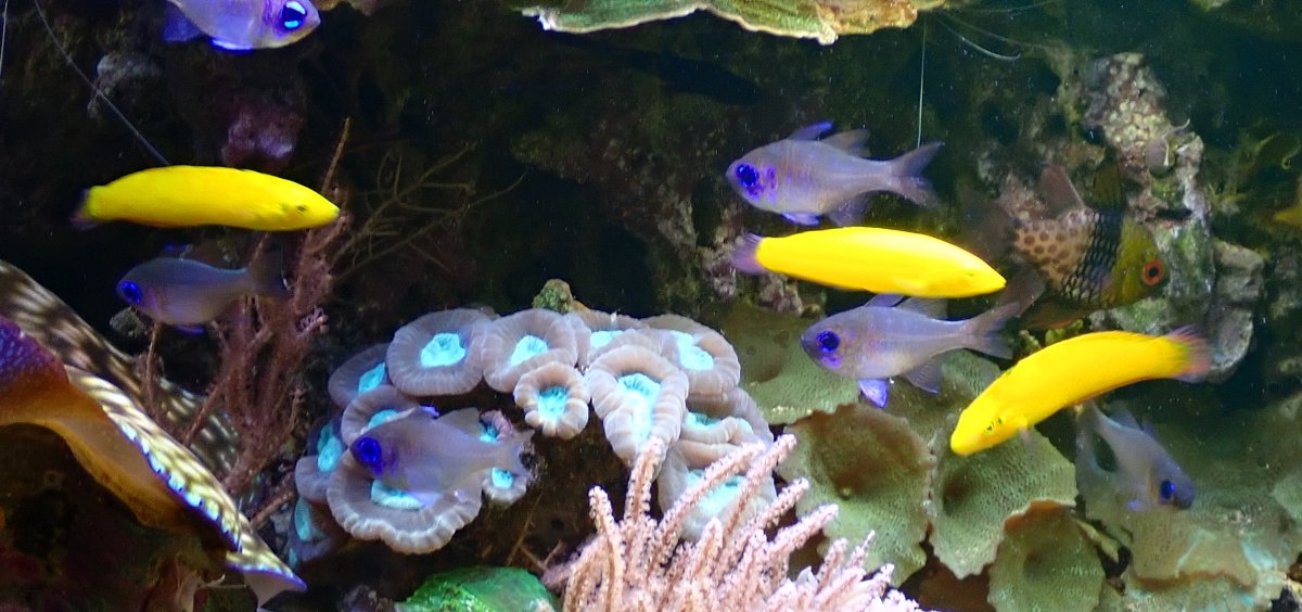 yellow.JPG