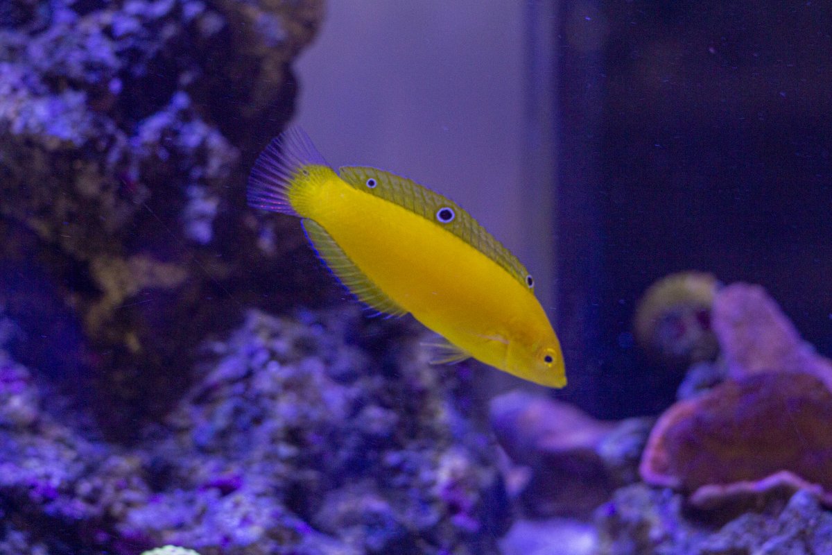 yellow.jpg