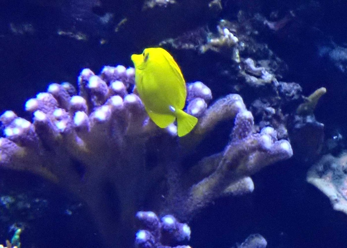 yellow.jpg