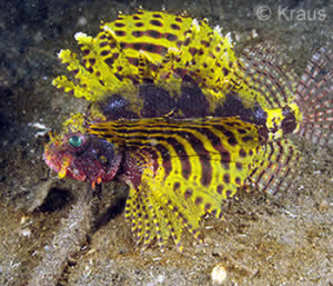 yellow-lionfish-Krausi-300x257.jpg