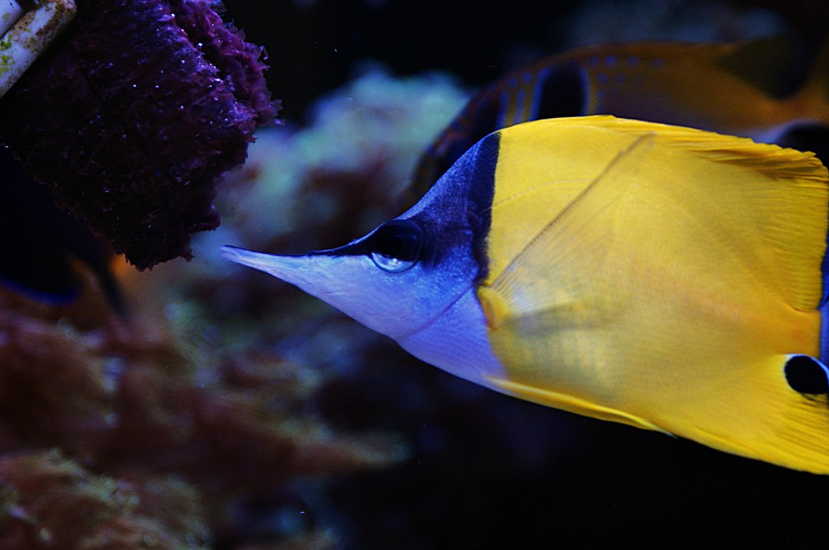 Yellow Longnose 2.jpeg