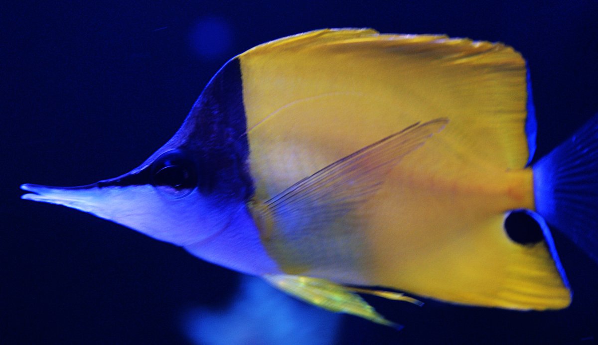 Yellow Longnose .jpeg