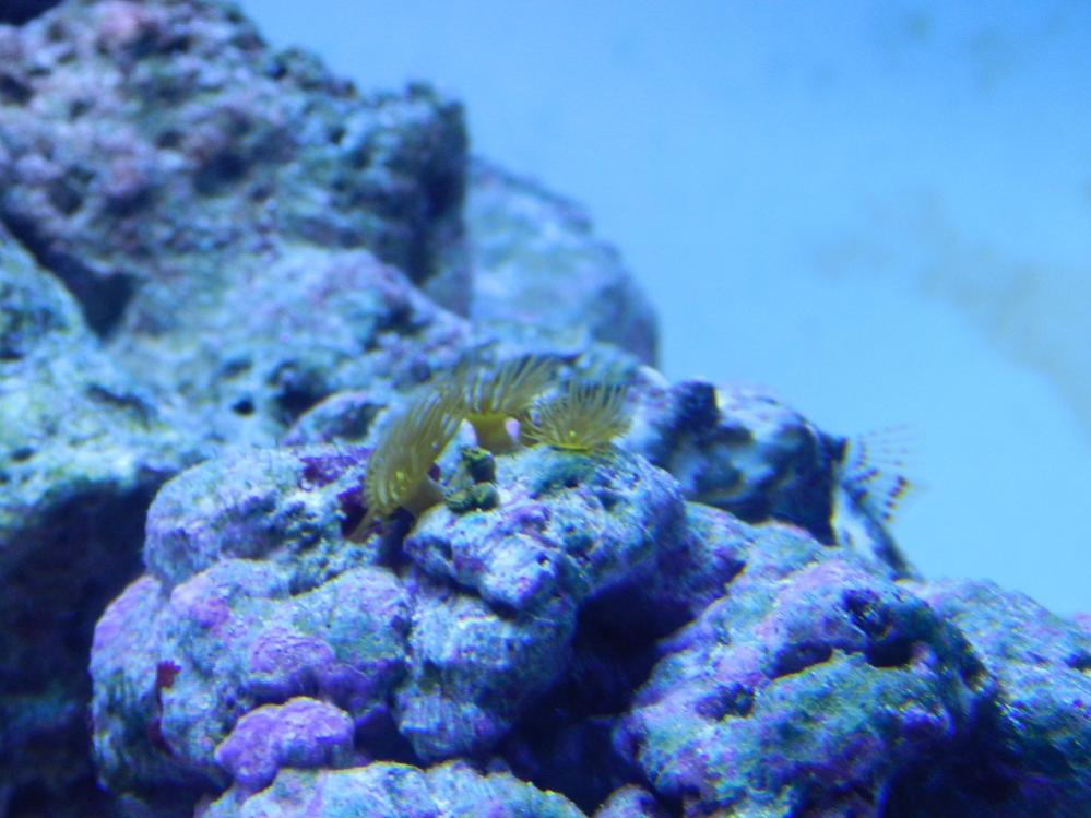 yellow polyp.jpg