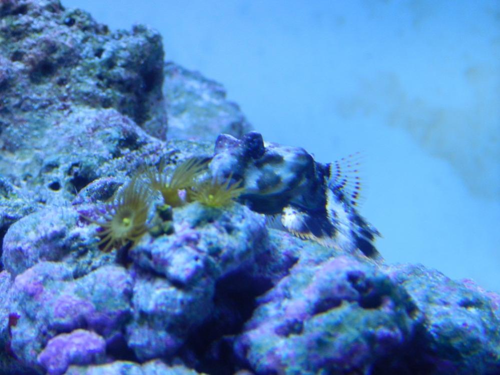 yellow polyp2.jpg