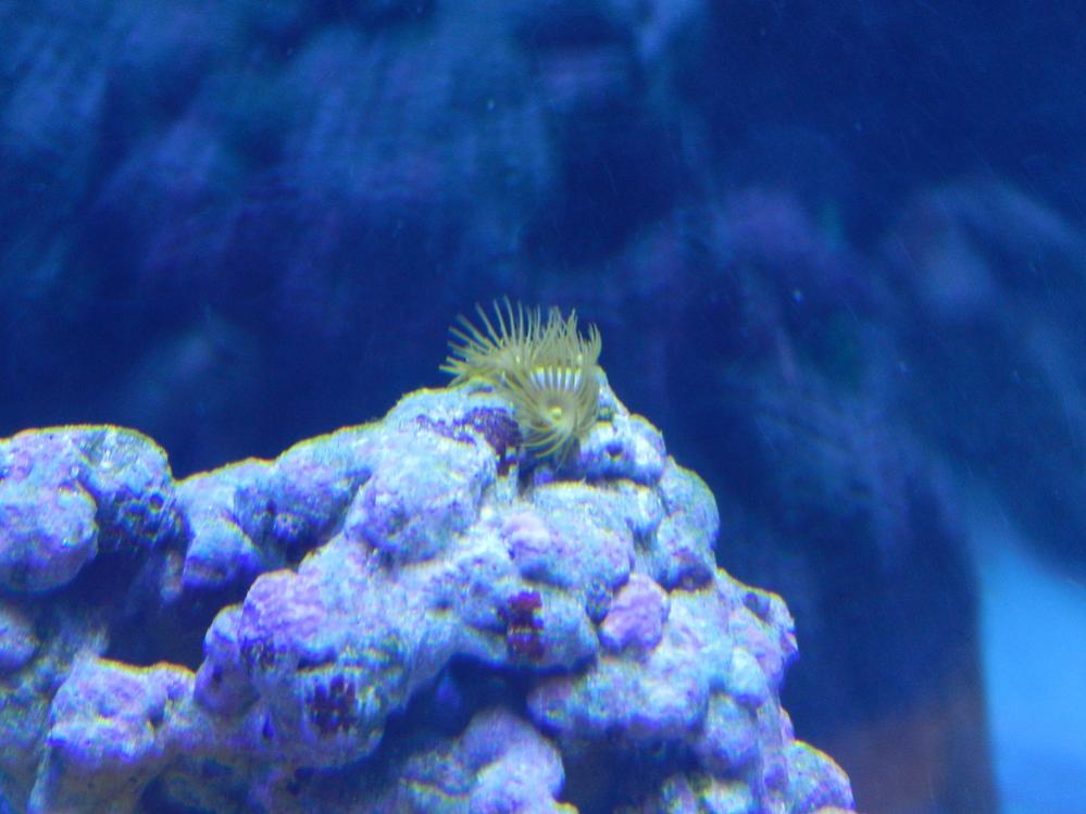 yellow polyp4.jpg