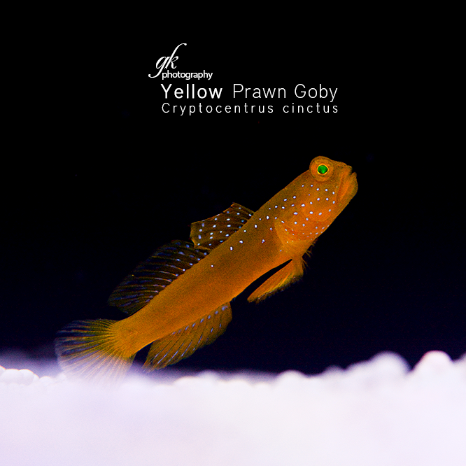 Yellow-Prawn-Goby.png