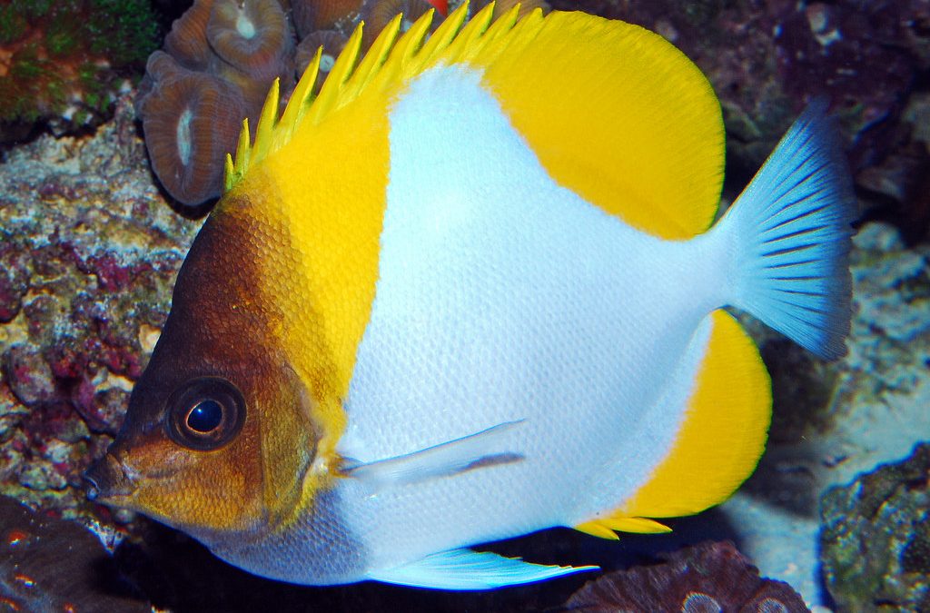 Yellow-Pyramid-Butterflyfish-Care-1024x675.jpg