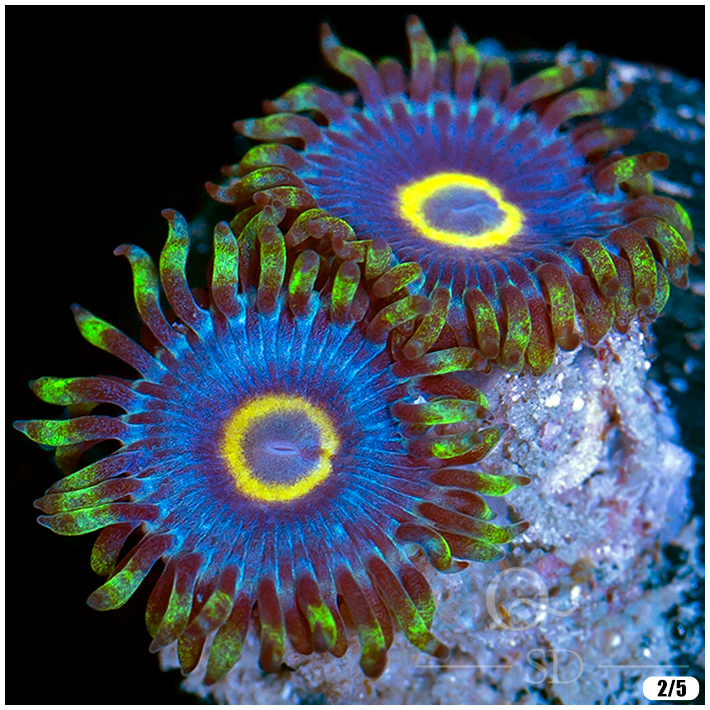 Yellow Ring Hornet Zoas - $35 (7).png