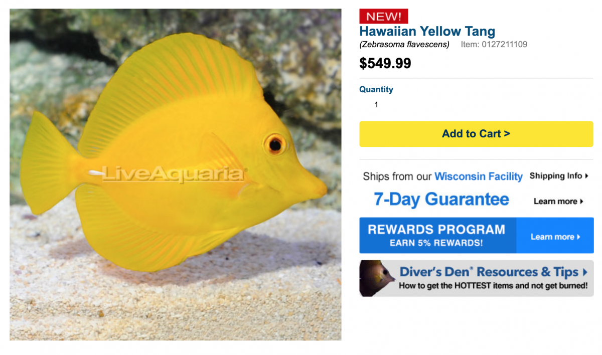 yellow tang for 550.png