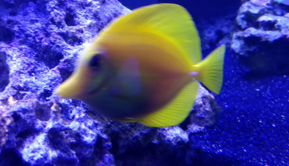 yellow tang2.jpg