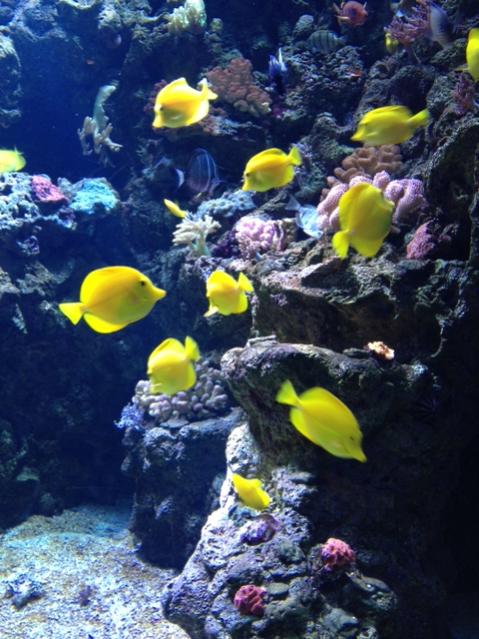 Yellow Tangs.jpg