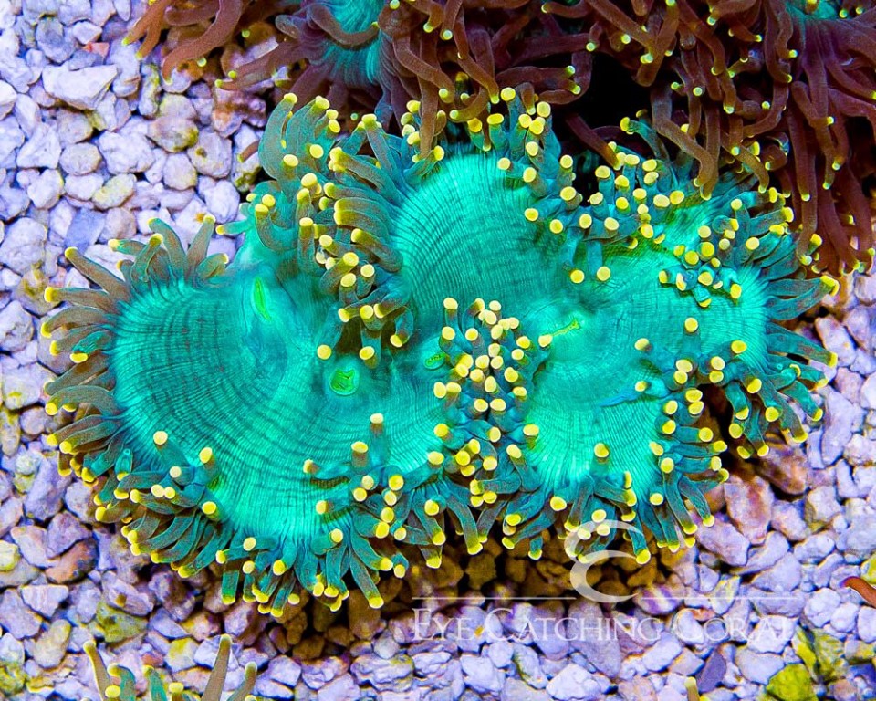 yellow-tip-elegance-coral.jpg