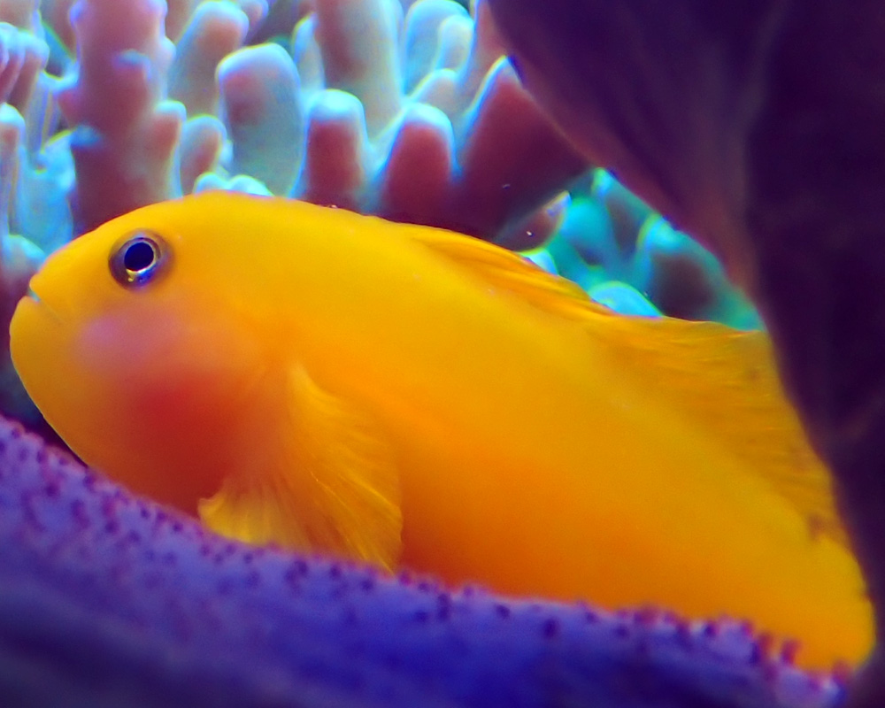 yellow3.jpg