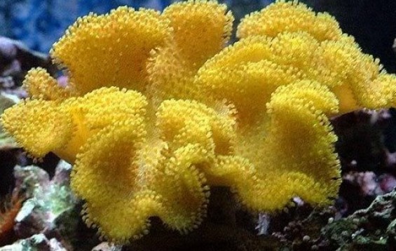 Yellow_Fiji_Leather_Coral.jpg