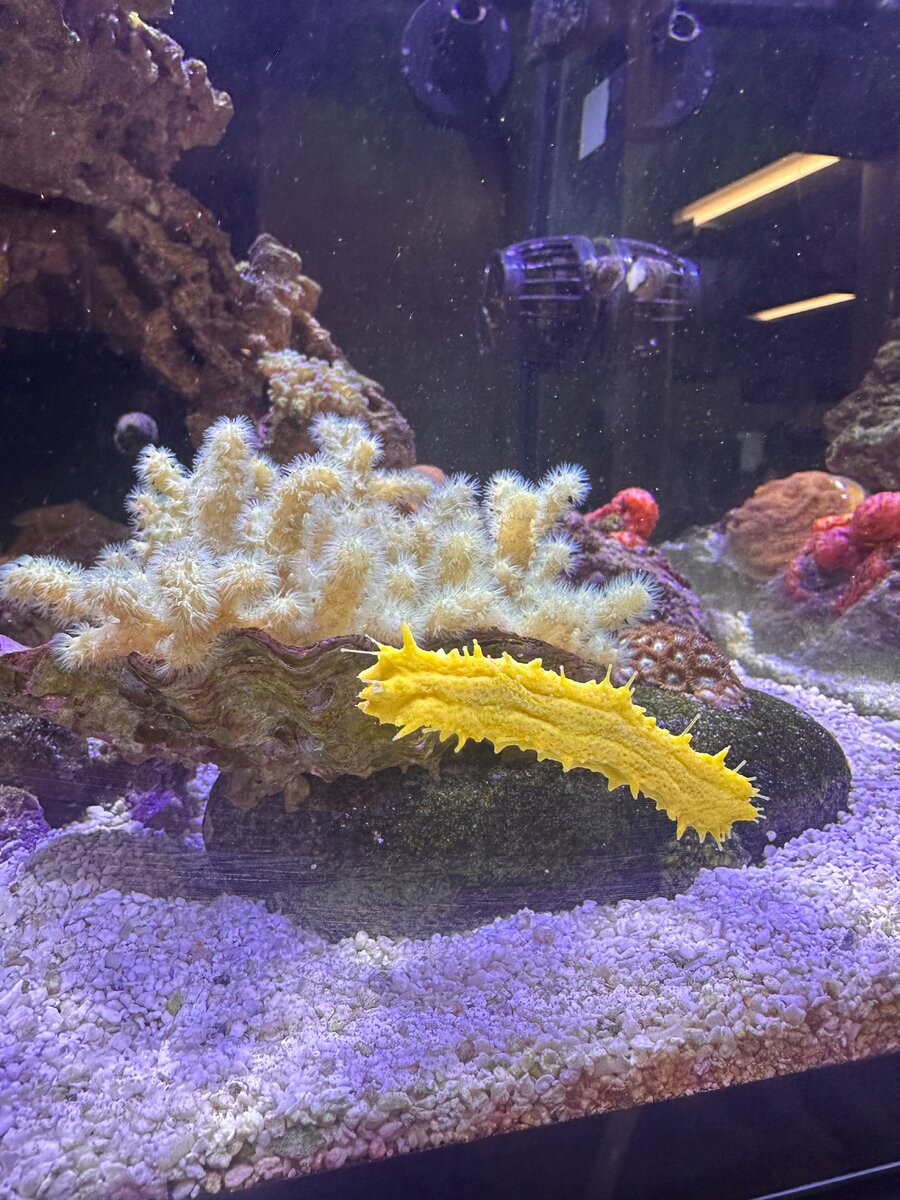 yellowcuc.jpg
