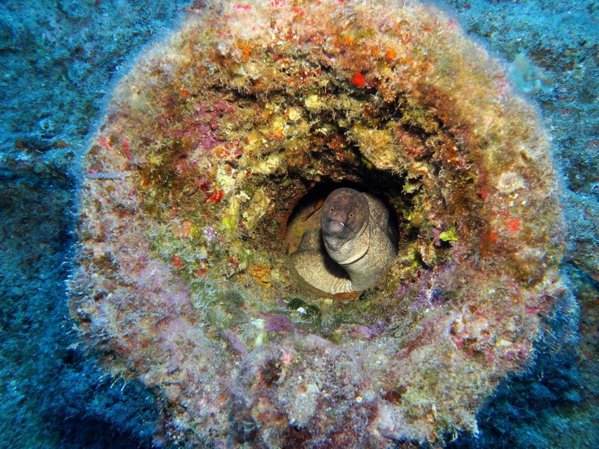 yellowmarginmoray.jpg