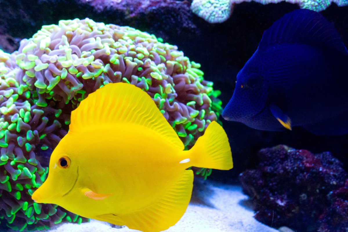 yellowpurpletang.jpeg