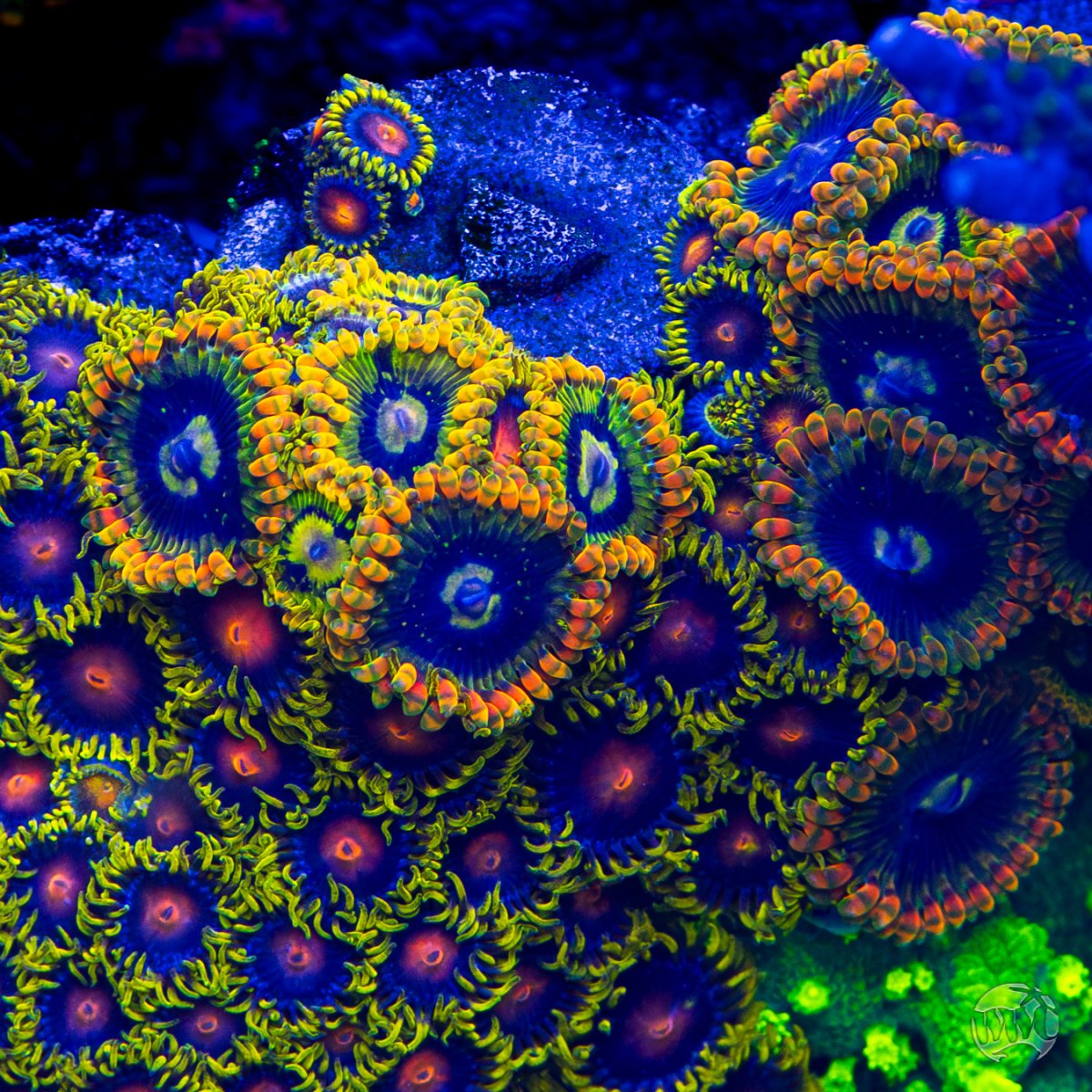 Yoda-Zoanthids-0314-MC-sm.jpg