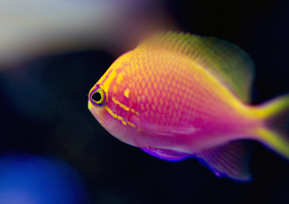 YrelEye SMALL.png