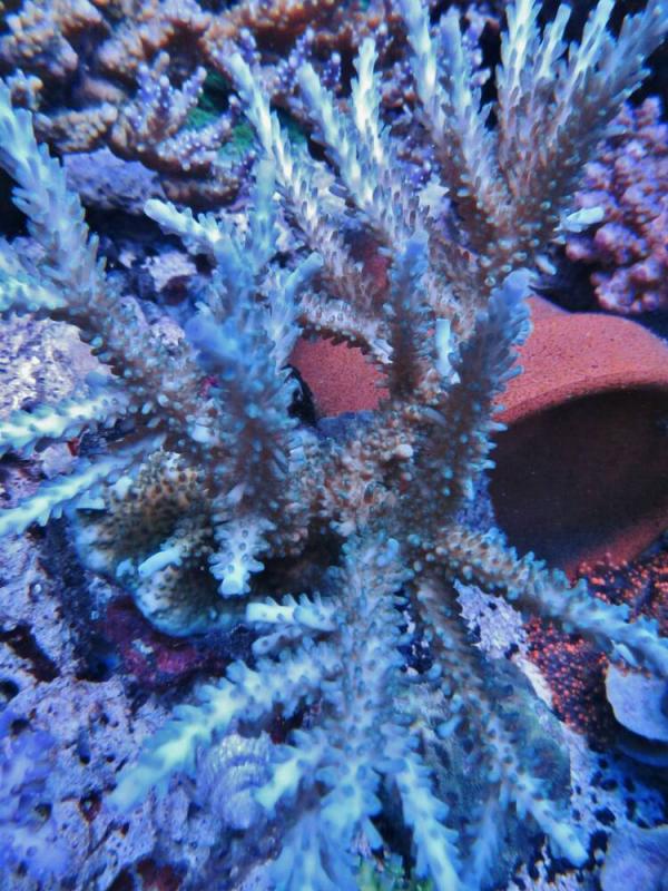 yrls_purple_polyp.jpg