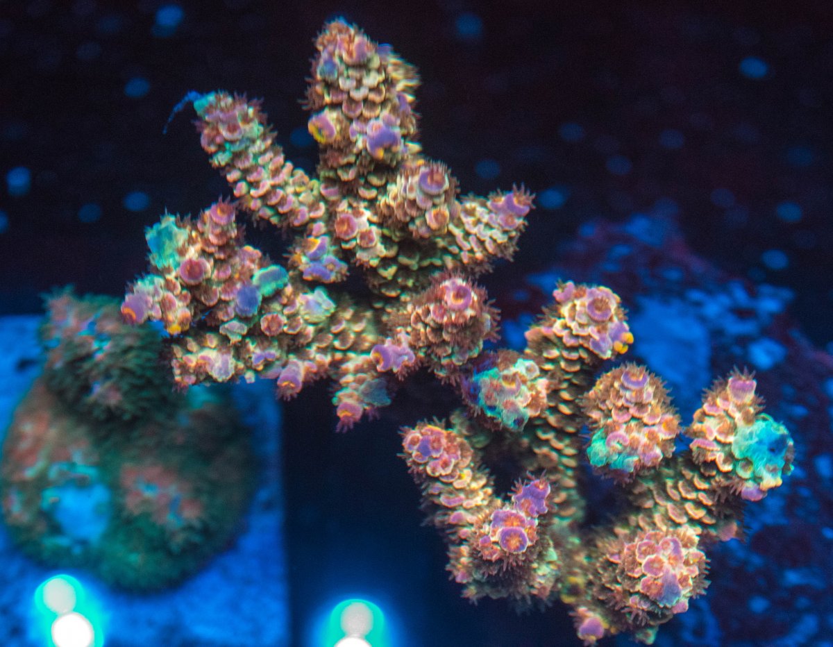 Zeus, A New Rainbow Tenuis. | REEF2REEF Saltwater and Reef Aquarium Forum