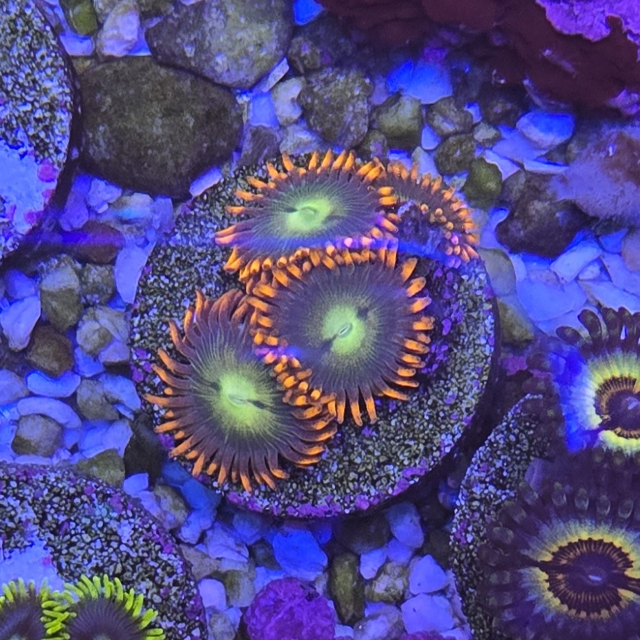 Zoa 1.jpg