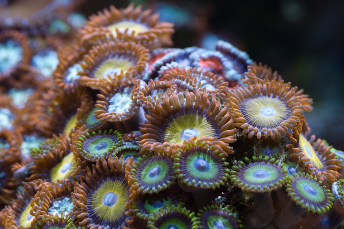 zoa-1.jpg