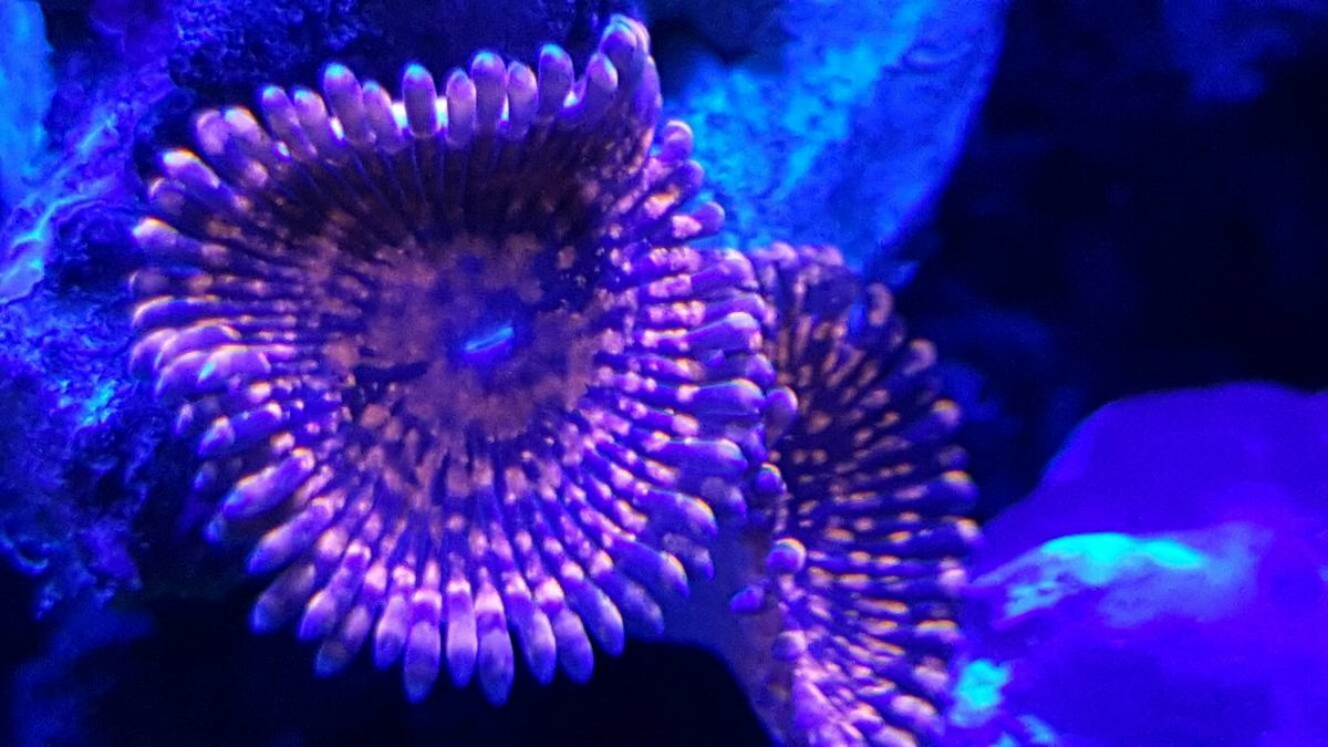 zoa 2.jpg