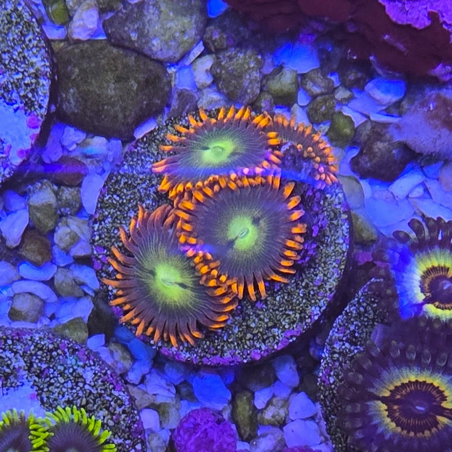 Zoa 2.jpg