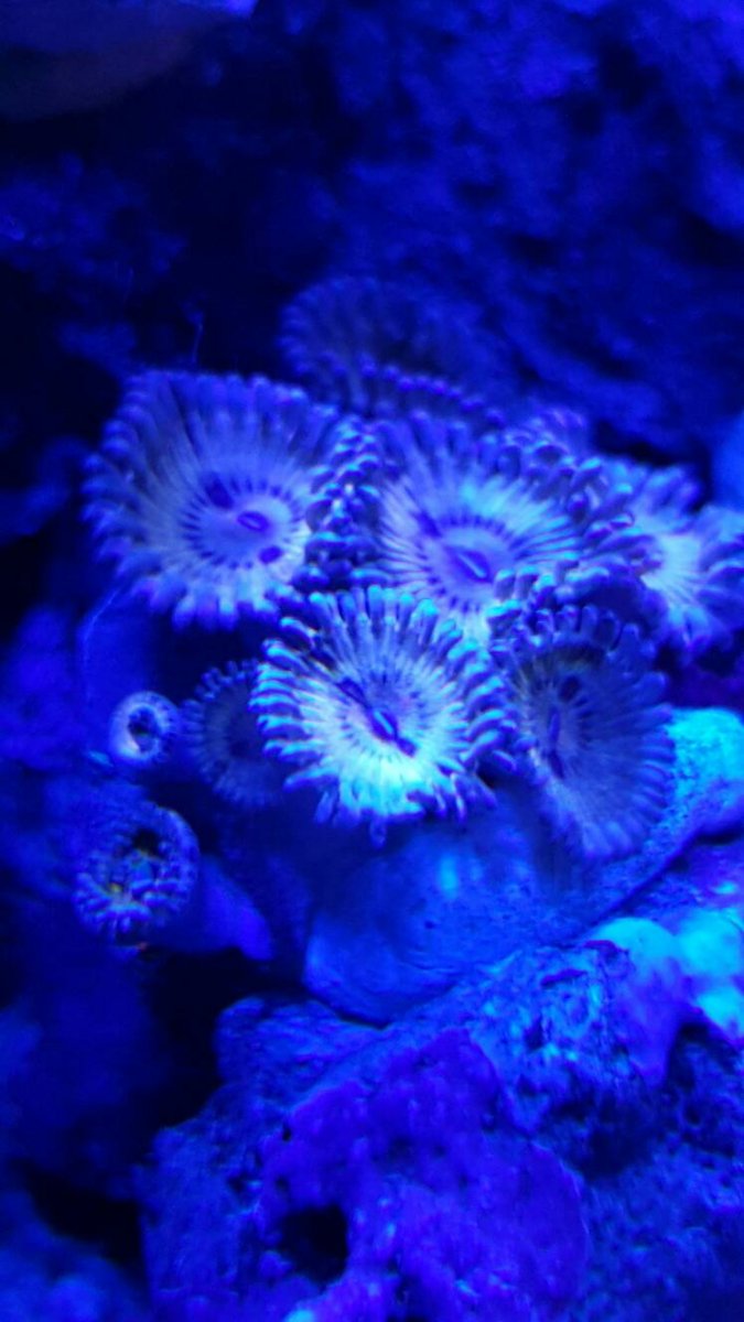 zoa 2c.jpg
