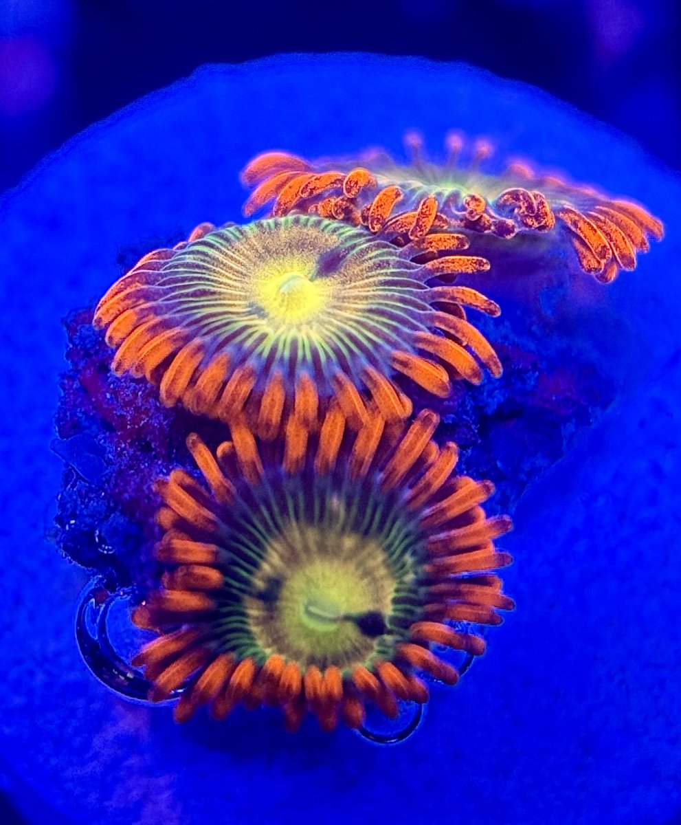 Zoa 3.jpg