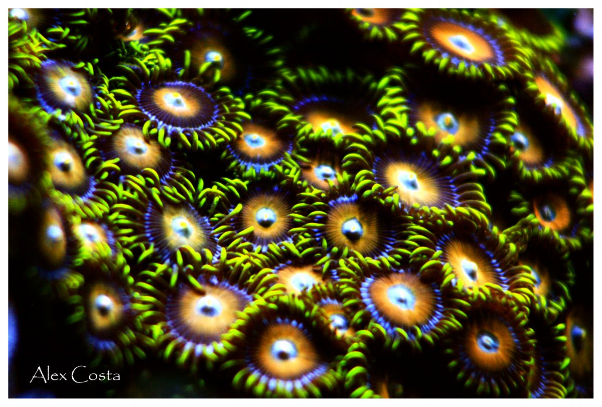 zoa-eagle-eye4.jpg