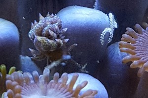 zoa-eating-nudibranch.jpg