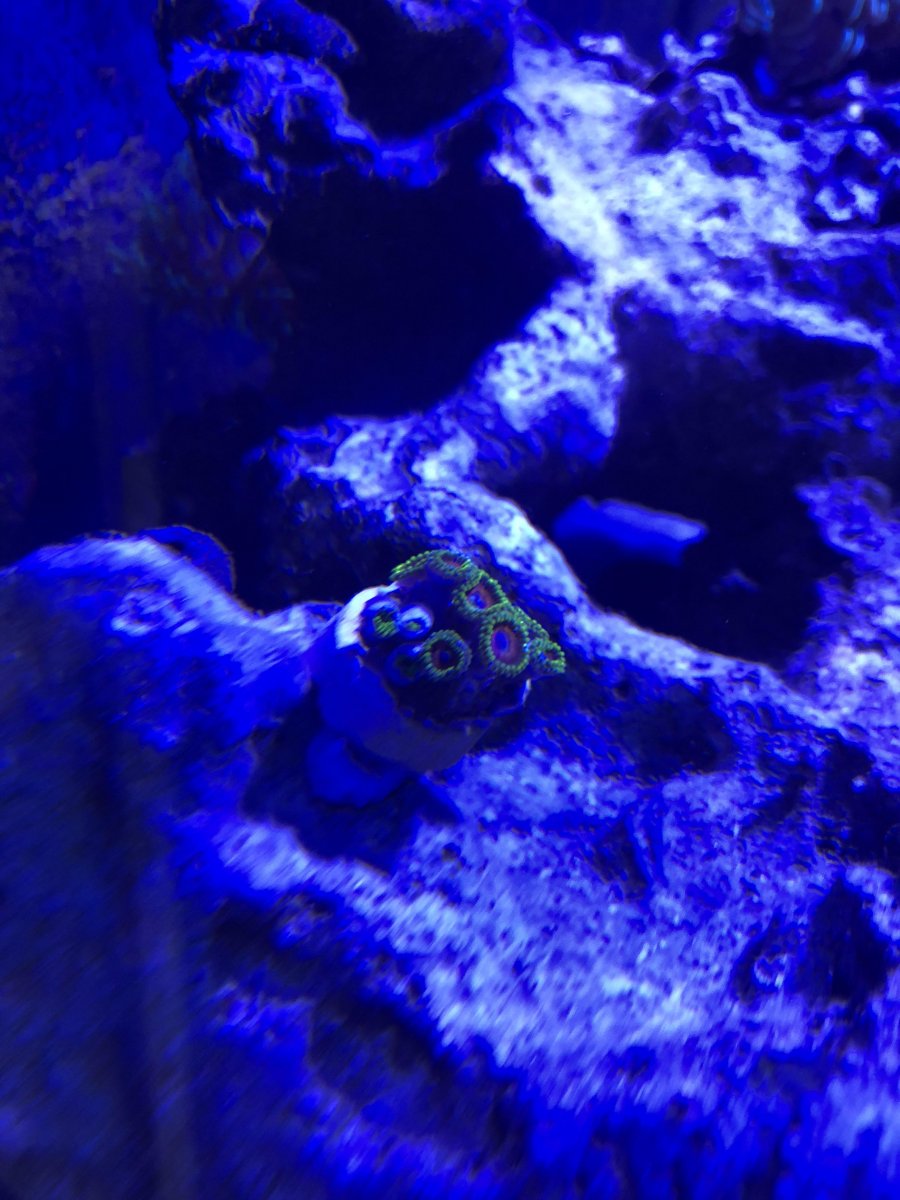 zoa frag.jpg
