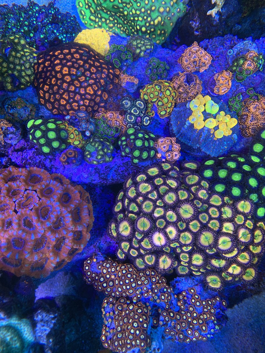 zoa garden 2.jpg