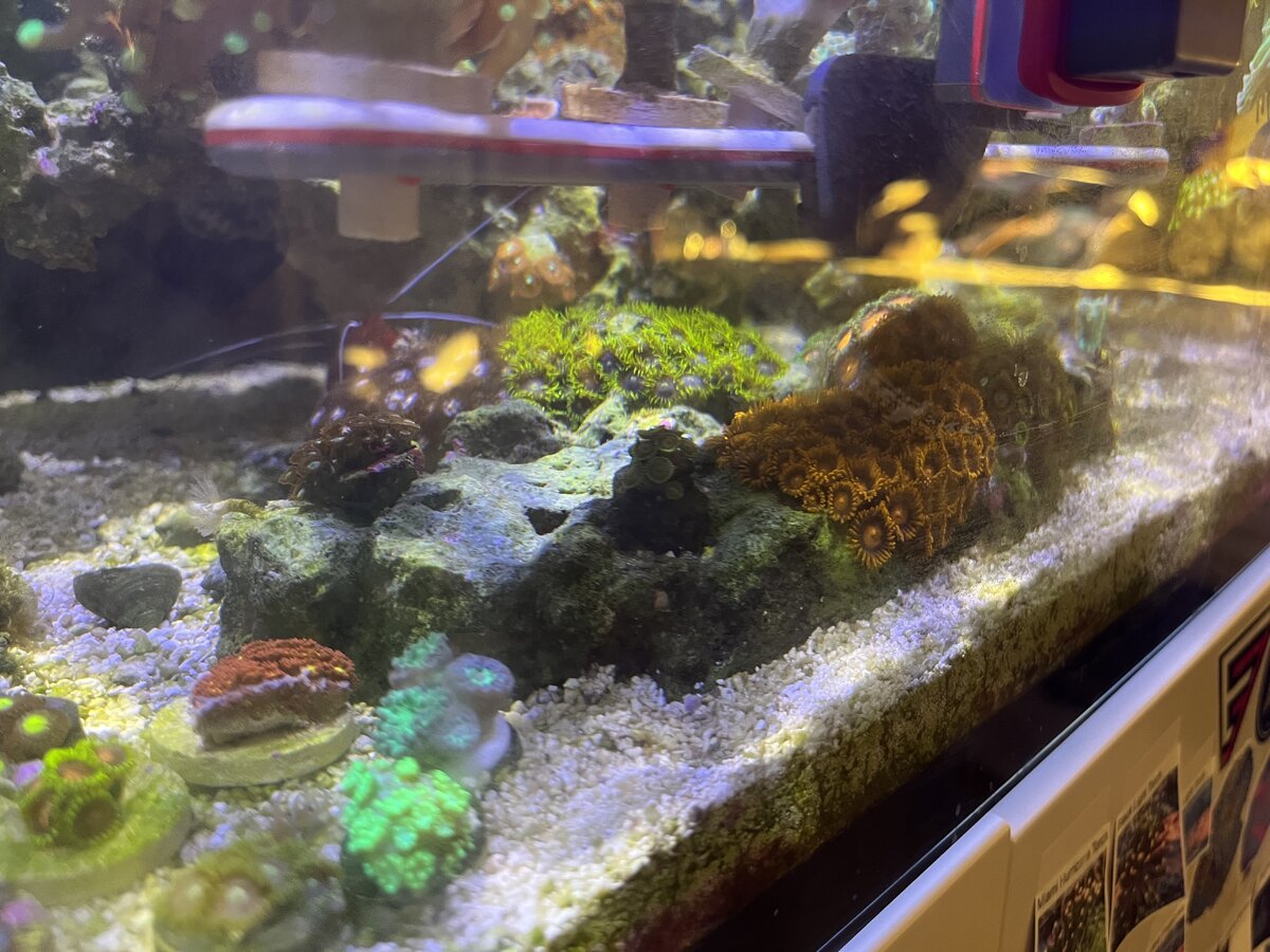 Zoa Garden.jpeg