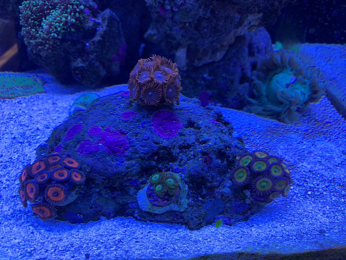 zoa garden.jpg