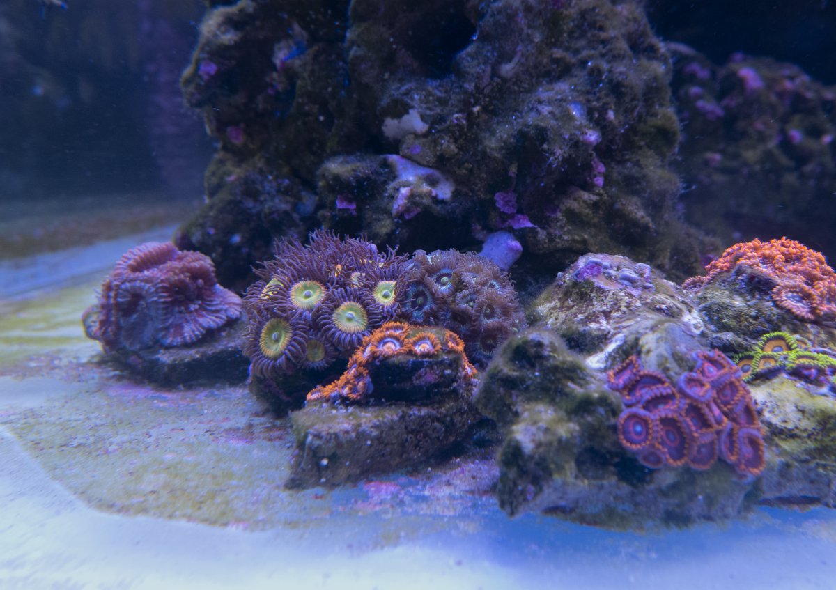 Zoa Garden.jpg