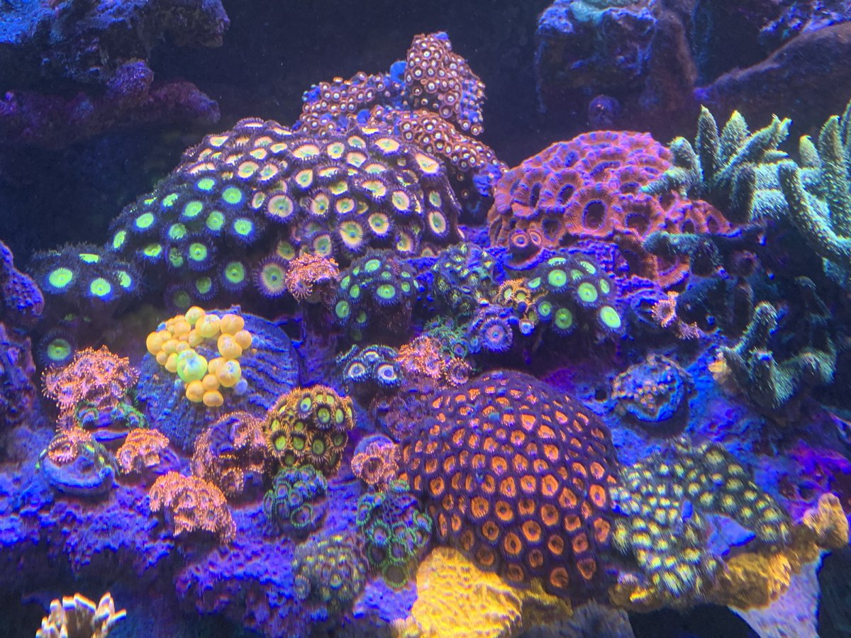 zoa garden.jpg