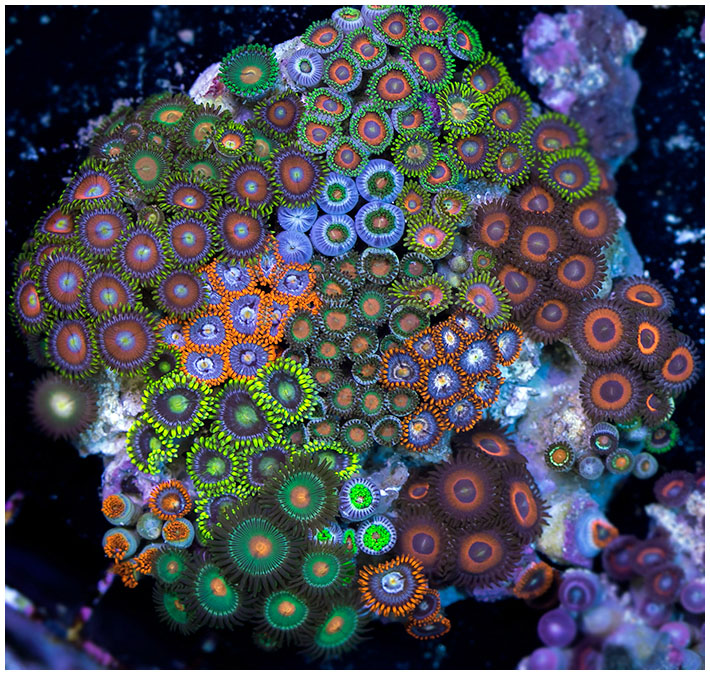 Where are all the zoa lovers at?? | Reef2Reef