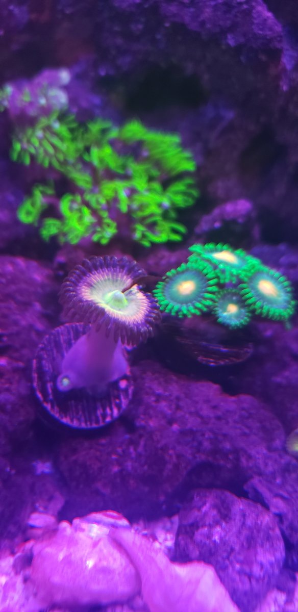 Zoa Help.jpg